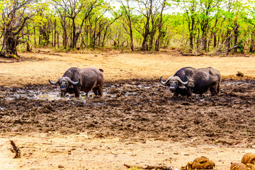 Swamp Water Buffalos standing in a pool of mud in Kruger National Park in South Africa
