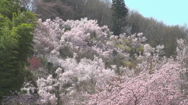 福島県 花見山公園 春 Japan scenery spring "Hanamiyama park"