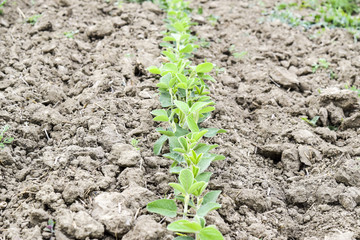 the Soy field.