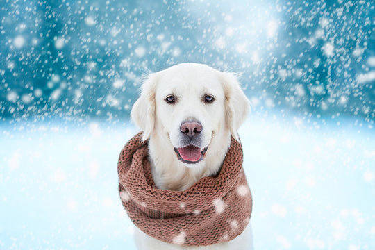 dog on winter background