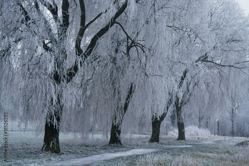 Landscape In The Winter With Weeping Willow Tree Snow And Frost Landscape In The Winter With Weeping Willow Tree Snow And Frost