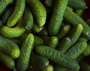 Fresh green cucumber
