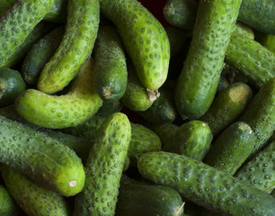 Fresh green cucumber
