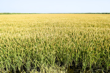 Field of rice in the rice paddies