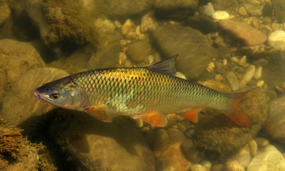 fish in the river