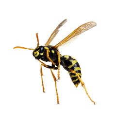 wasp isolated on white