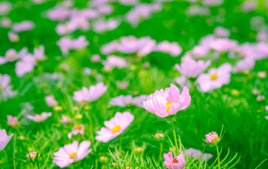 Colorful flower