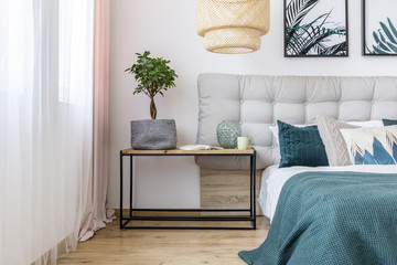 Plant in cozy bedroom interior