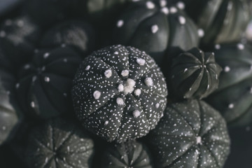 Close up of cactus plants in the pot