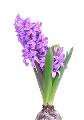 close on purple hyacinth blooming isolated on white background