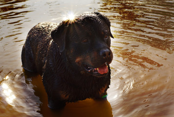 Black Rottweiler dog stands in the water and waits for a toy