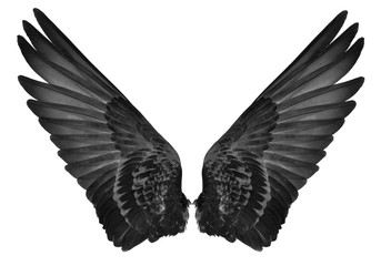 wings of bird on white background