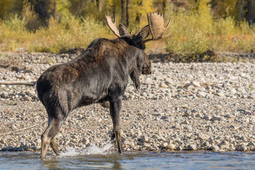 Naklejka na ściany i meble Bull Moose Crossing River in Fall