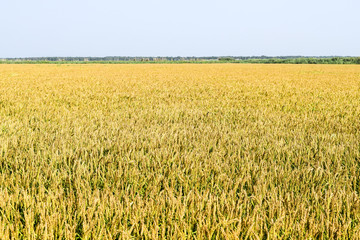 Field of rice in the rice paddies