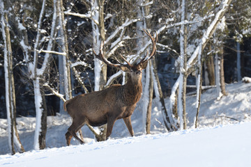 Deers deerskin walking in the winter on the snow 