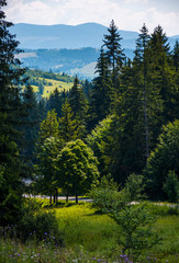 spot of light on some trees in forest. beautiful summer nature scenery of TransCarpathia.