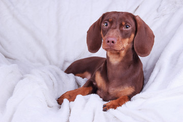 dog puppy breed dachshund on white background