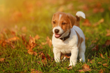 Dog breed Jack Russell Terrier walking in the park
