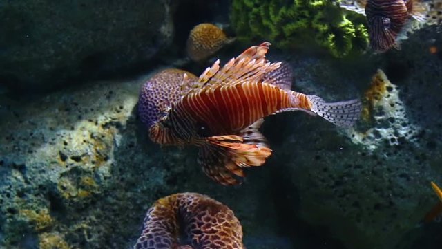 Corals and exotic marine fish. Ocean life Under Water. Lionfish or Pterois native to the Indo-Pacific. Also called zebrafish, firefish turkeyfish or butterfly-cod. Large aquarium. Tropical inhabitants