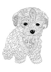 Bichon frise puppy. Hand drawn dog. Sketch for anti-stress adult coloring book in zen-tangle style. Vector illustration for coloring page.