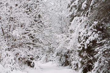 Winter forrest in Austria