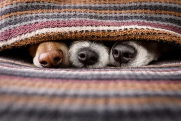 Foto op Plexiglas Grappige hond honden samen onder deken