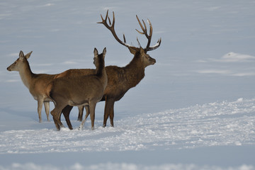Naklejka na ściany i meble Deers deerskin walking in the winter on the snow 