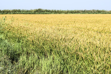 Field of rice in the rice paddies. Rice cultivation in temperate climates.