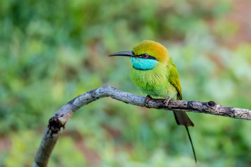 Green bee-eater or Merops orientalis