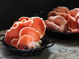 pink oyster mushrooms on a dark background (color flamingo)