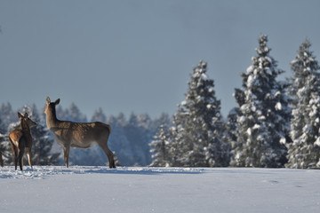 Deers deerskin walking in the winter on the snow 