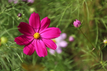 Obraz premium 가을에 선 코스모스