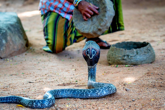 Snake charmer plays with indian cobra