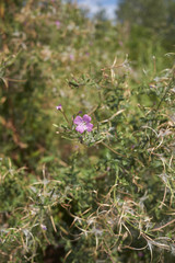 Epilobium hirsutum