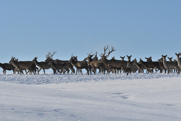 Deers deerskin walking in the winter on the snow 