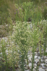 Obraz premium Erygerum canadensis
