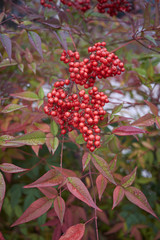 Nandina domestica