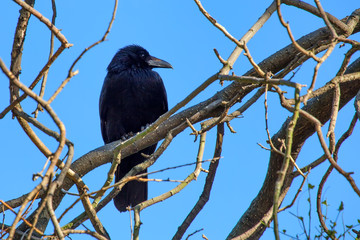 Carrion crow or Corvus corone perches on branch