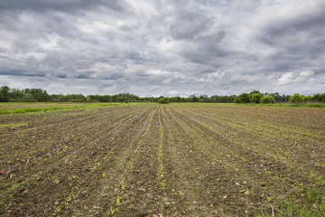 Fototapeta na wymiar Field with young crops and a dramatic grey sky, Lonjsko Polje, Croatia