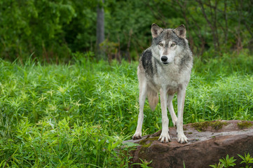 Grey Wolf (Canis lupus) Stands on Rock Looking Out