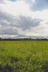 Green field and dramatic grey sky, Lonjsko Polje, Croatia