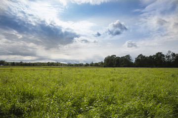 Green field and dramatic grey sky, Lonjsko Polje, Croatia