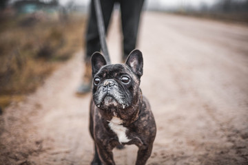 brown French bulldog for a walk in the cold