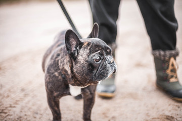 brown French bulldog for a walk in the cold