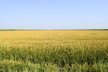 Field of rice in the rice paddies. Rice cultivation in temperate climates.