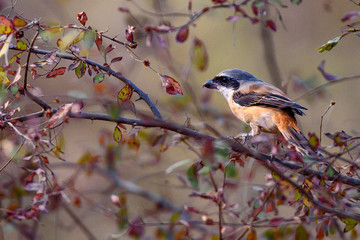 Long-tailed or rufous-backed shrike Lanius schach