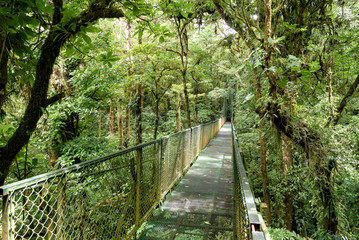 Plakat Hängebrücke im Regenwald