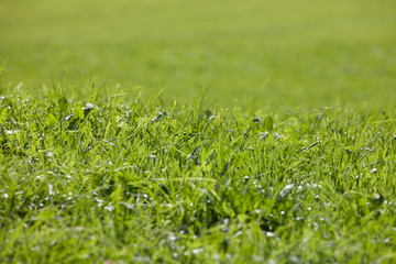 a wide green mountain pasture in Val di Funes, Italy