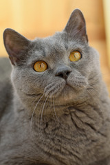 Portrait of British cat