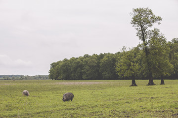 pigs grazing in the wetland of natural park Lonjsko Polje, Croatia